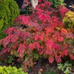 acer-japonicum-acontifolium-1