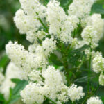 ceanothus-beli-1