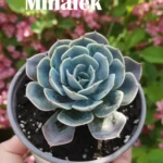 echeveria-sadnice-1