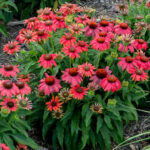 ehinacea-lakota-red-1