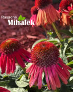 ehinacea-lakota-red-luka-mitrovic