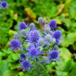 eryngium-planum-blue-hobbit-1