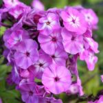 flox-paniculata-famous-light-purple-2