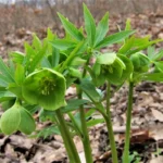 helleborus-viridis-1