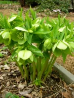 helleborus-viridis-2