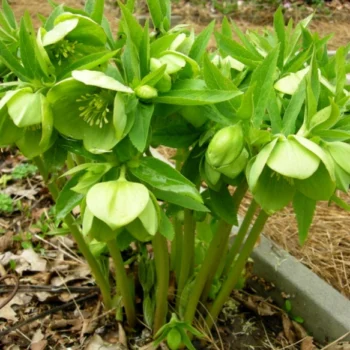 helleborus-viridis-2