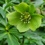 helleborus-viridis-3