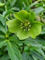 helleborus-viridis-3