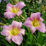 hemerocallis-catherine-woodbury-1