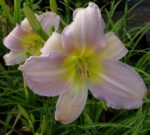 hemerocallis-catherine-woodbury-4