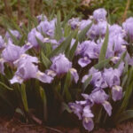 iris-pumila-svetlo-ljubicasta-1