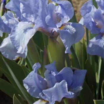 iris-pumila-svetlo-ljubicasta-3