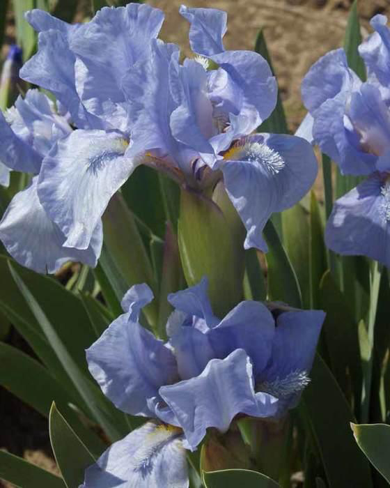 iris-pumila-svetlo-ljubicasta-3