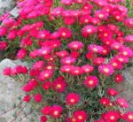 lampranthus-red-1