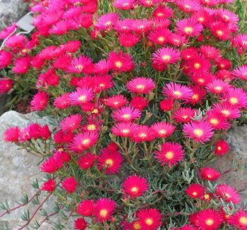 lampranthus-red-1