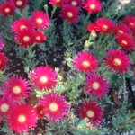 lampranthus-red-2