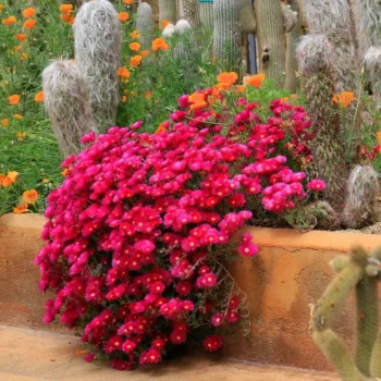 lampranthus-red-3