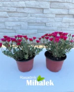 lampranthus-sadnice-1