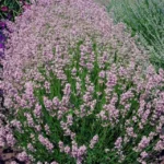 lavanda-angustifolia-rosea-2