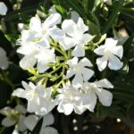oleander-beli-1