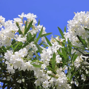oleander-beli-3