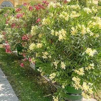 oleander-zuti-2