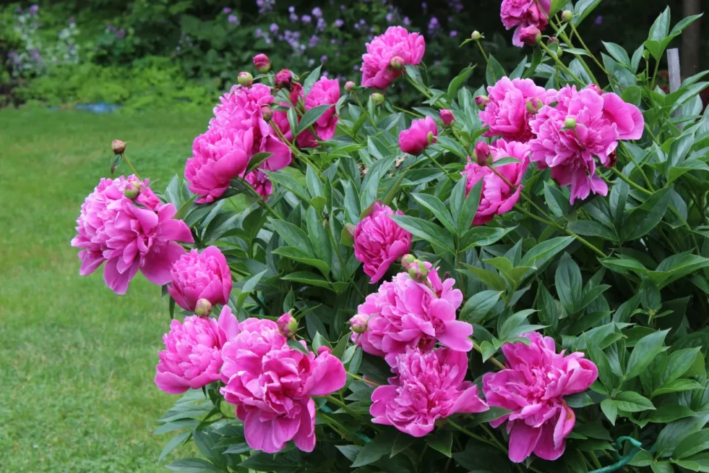 paeonia-edulis-superba-1