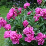 paeonia-edulis-superba-1