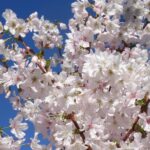 prunus-niponica-brilliant-3