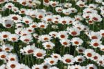 rhodanthemum-casablanca-2