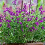 salvia-greggi-mirage-deep-purple-2