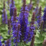 salvia nemorosa deep blue1