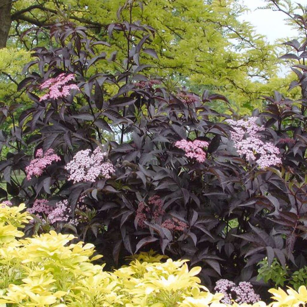 sambucus-nigra-black-beauty-1