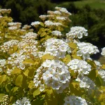 spirea-vanhouttei-gold-fountain-1