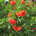 ukrasni-nar-punica-granatum-pleniflora-5