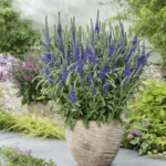 veronica-spicata-anniversary-blue-1