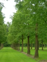 Metasequoia-glyptostroboides-3