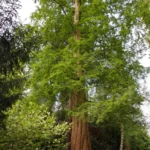 Metasequoia-glyptostroboides-4