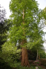 Metasequoia-glyptostroboides-4