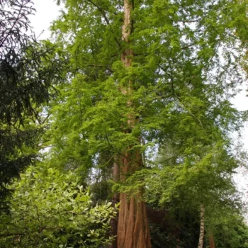 Metasequoia-glyptostroboides-4