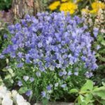 campanula jingle blue2