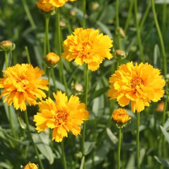 coreopsis-early-sunrise-2
