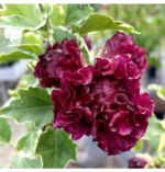 hibiscus-syriacus-variegatus-2