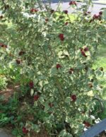 hibiscus-syriacus-variegatus-4