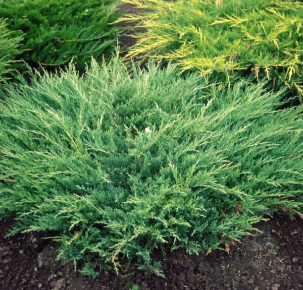 juniperus-horizontalis-andora-compacta-1