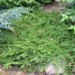 juniperus-horizontalis-prince-of-wales-2