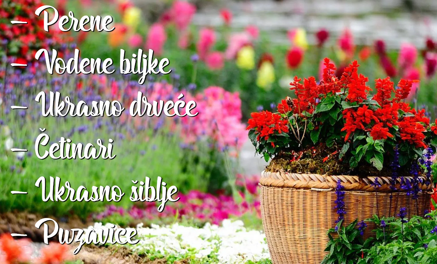 letnji-katalog-2023-rasadnik-mihalek