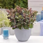 sedum-chocolate-cherry-5