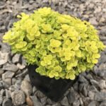 sedum-makinoi-ogon-1