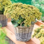 sedum-telephium-seduction-yellow-delicat-1